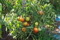 My tomatoes 106